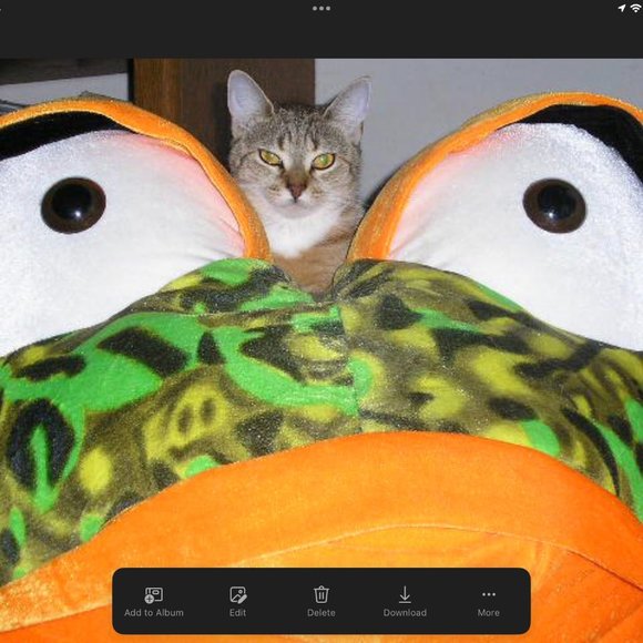 Giant Green & Orange Leopard Frog - Picture 5 of 6